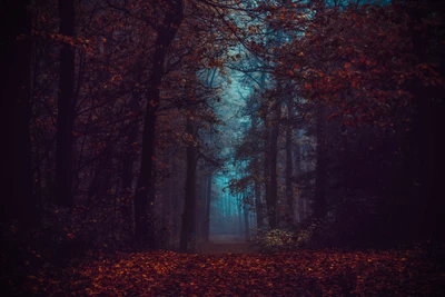 bosque, follaje de otoño, niebla, mañana, oscuro