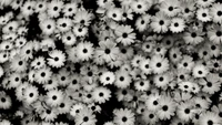 Affichage monochrome de marguerites : une mer de flore en noir et blanc