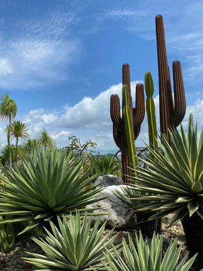 Broussailles diversifiées avec des cactus et des succulentes sous un ciel bleu éclatant