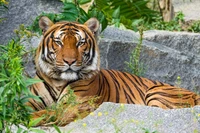 Majestic Malayan Tiger Resting Amidst Lush Greens and Rocks