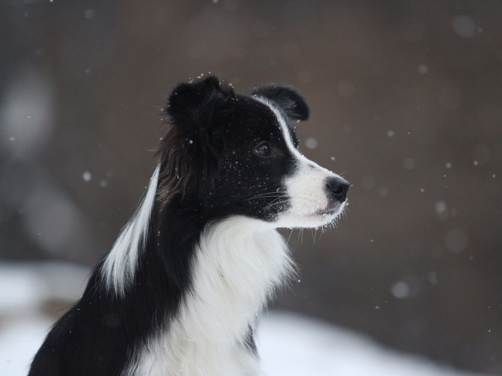 There is a black and white dog standing in the snow (border collie, collie, dog breed, snow, snout)