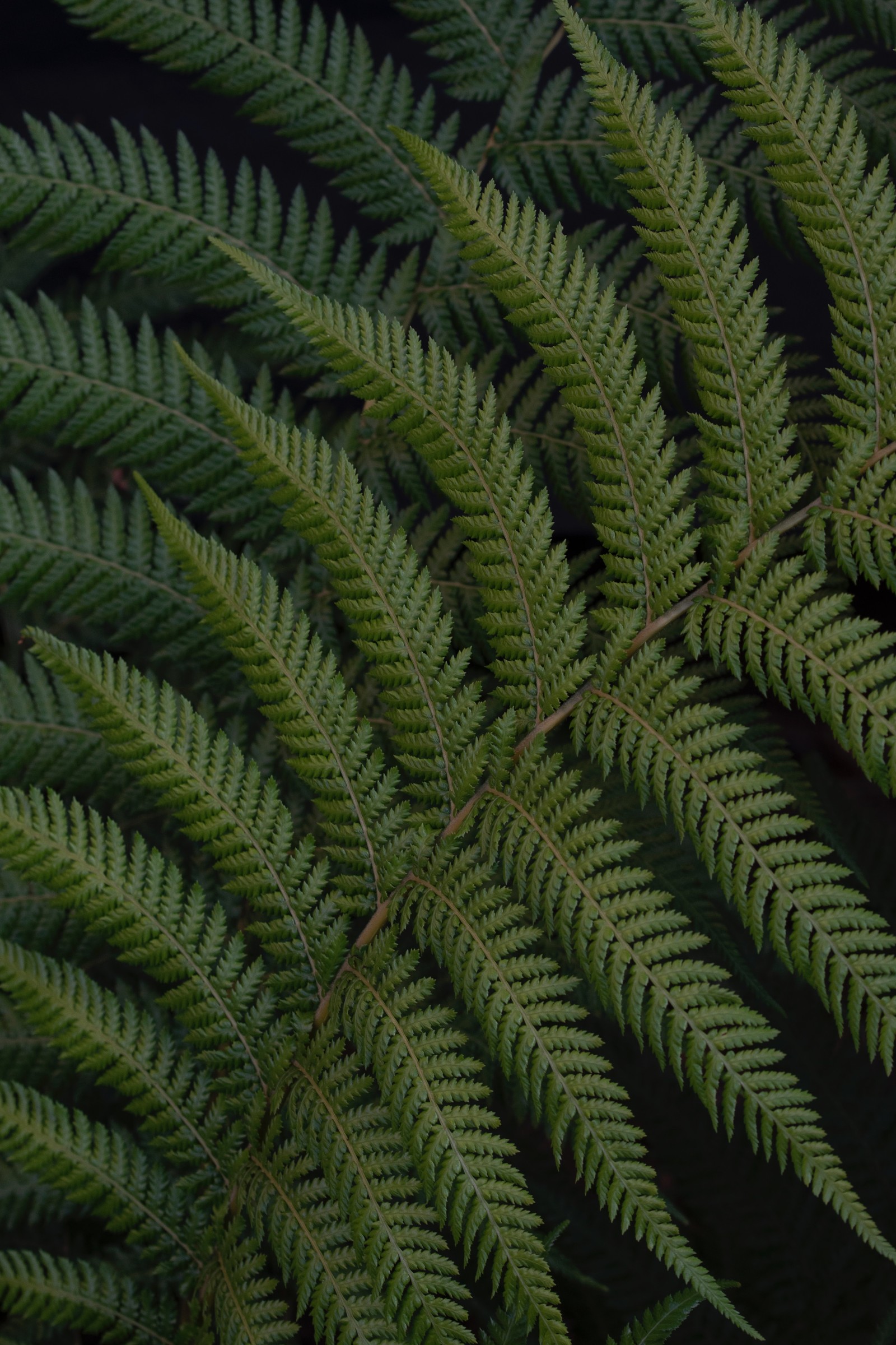 Folhas de samambaia verde crescendo em uma sala escura (samambaia, folha, verde, vegetação, planta terrestre)