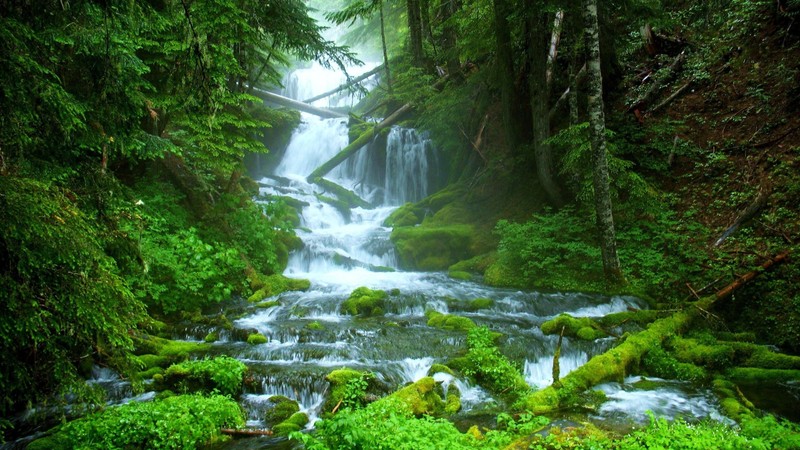 Близкий план водопада в лесу с мхом (водопад, заповедник, водные ресурсы, водоем, природа)