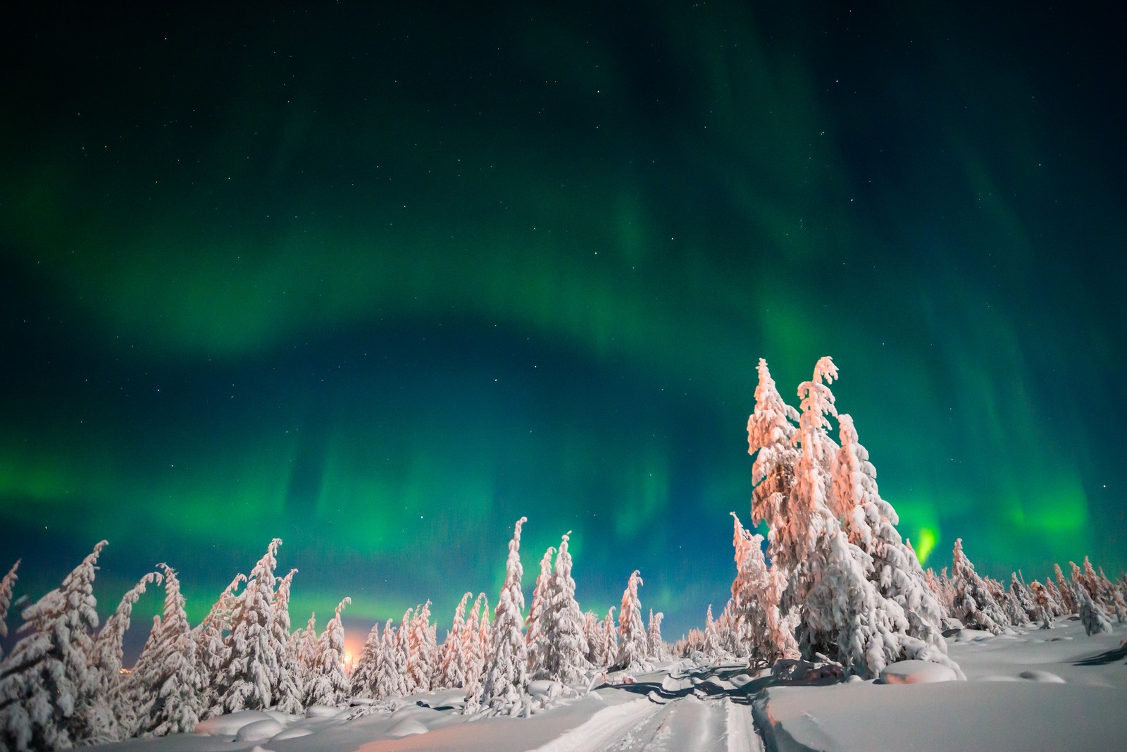 Uma vista de uma floresta nevada com uma aurora boreal verde no céu (aurora, inverno, atmosfera, neve, natureza)