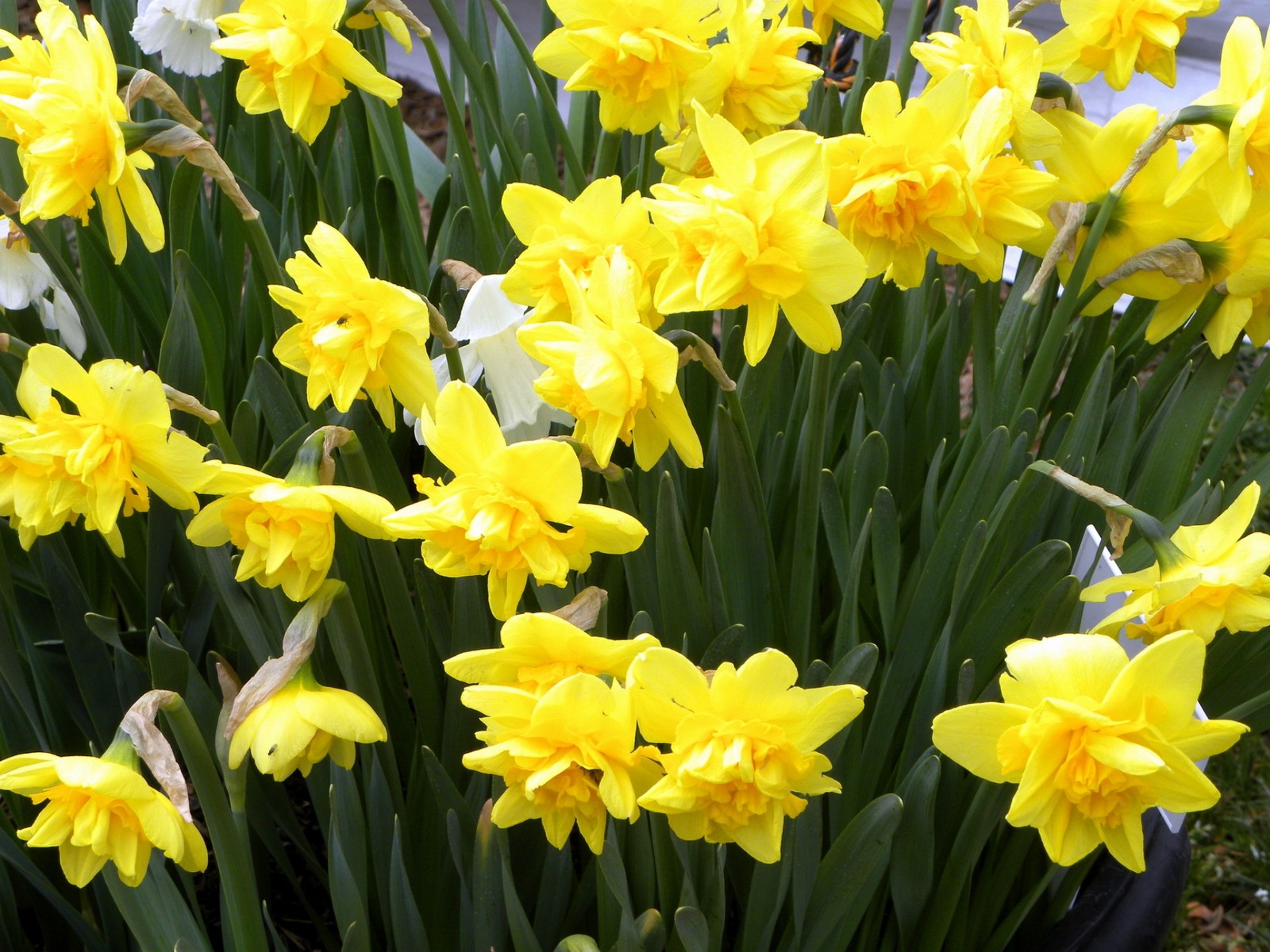 Yellow and white flowers in a pot on the ground (flowering plant, plant, yellow, spring, amaryllis family)