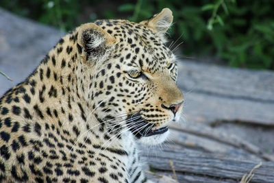 Leopardo africano en hábitat natural