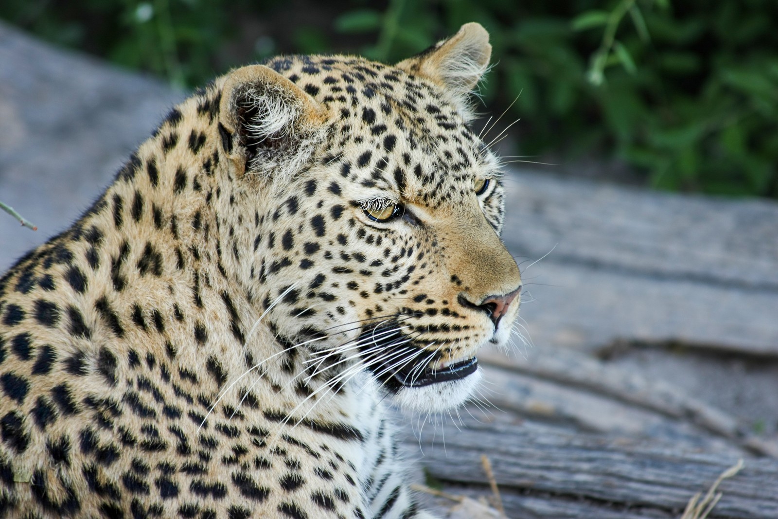 Há um leopardo sentado em um tronco (leopardo, gato selvagem, tigre, jaguar, elefante da savana africana)