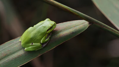 Lebhafte grüne Baumfrosch ruht auf einem Blatt