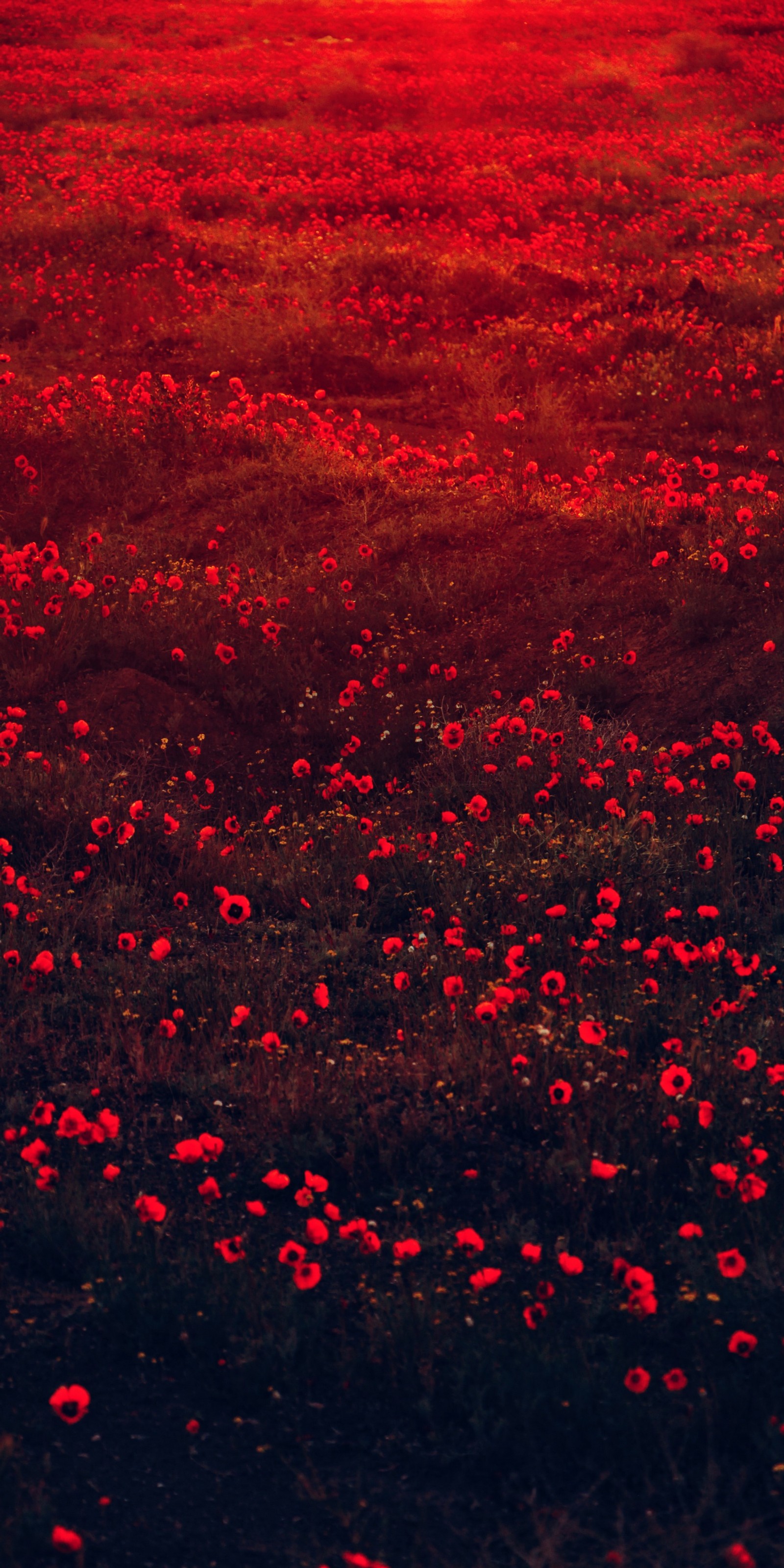 There is a field of red flowers with a lone tree in the distance (flower, colored, plant, petal, natural environment)