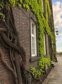 baum, biologie, wissenschaft, grün, fenster