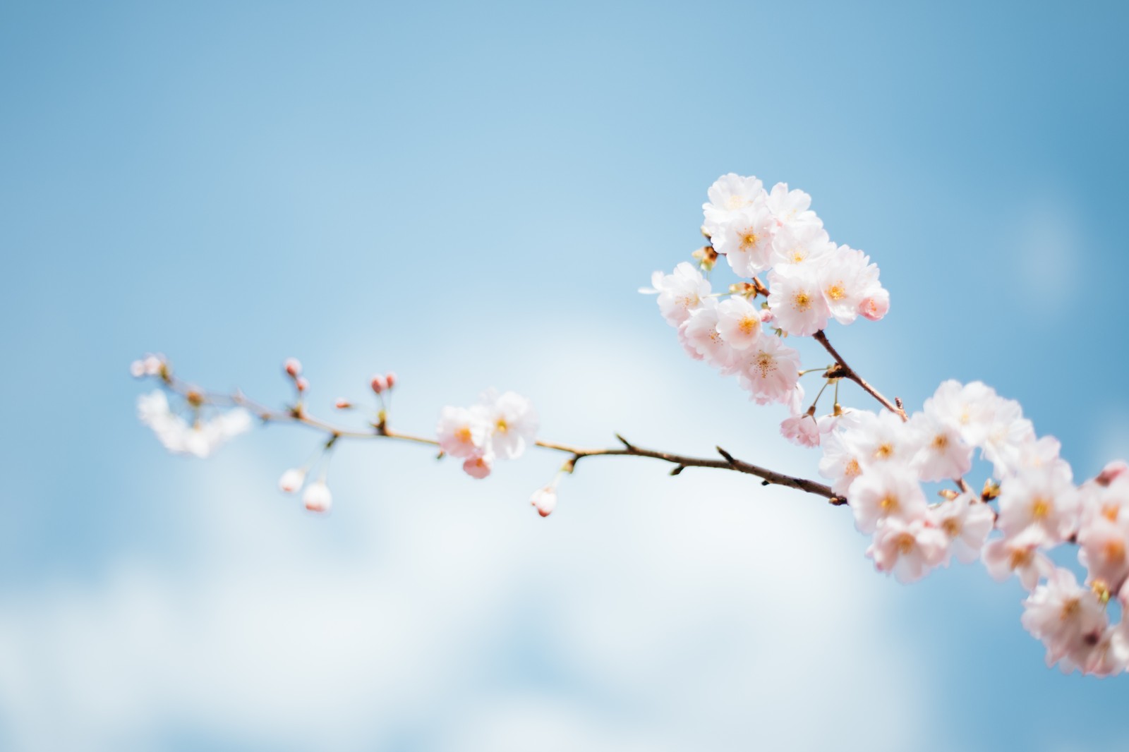 There is a branch of a cherry tree with white flowers (season, spring, time, summer, flower)