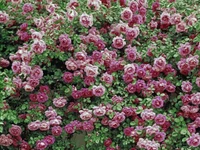 planta floreciendo, planta, rosas de jardín, floribunda, cobertura del suelo