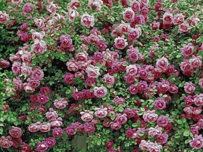 flowering plant, plant, garden roses, floribunda, groundcover