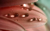 Fotografía macro de gotas de rocío en pétalos rosas