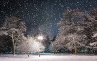 Enchanting Winter Night: Snowfall Over Frosted Trees