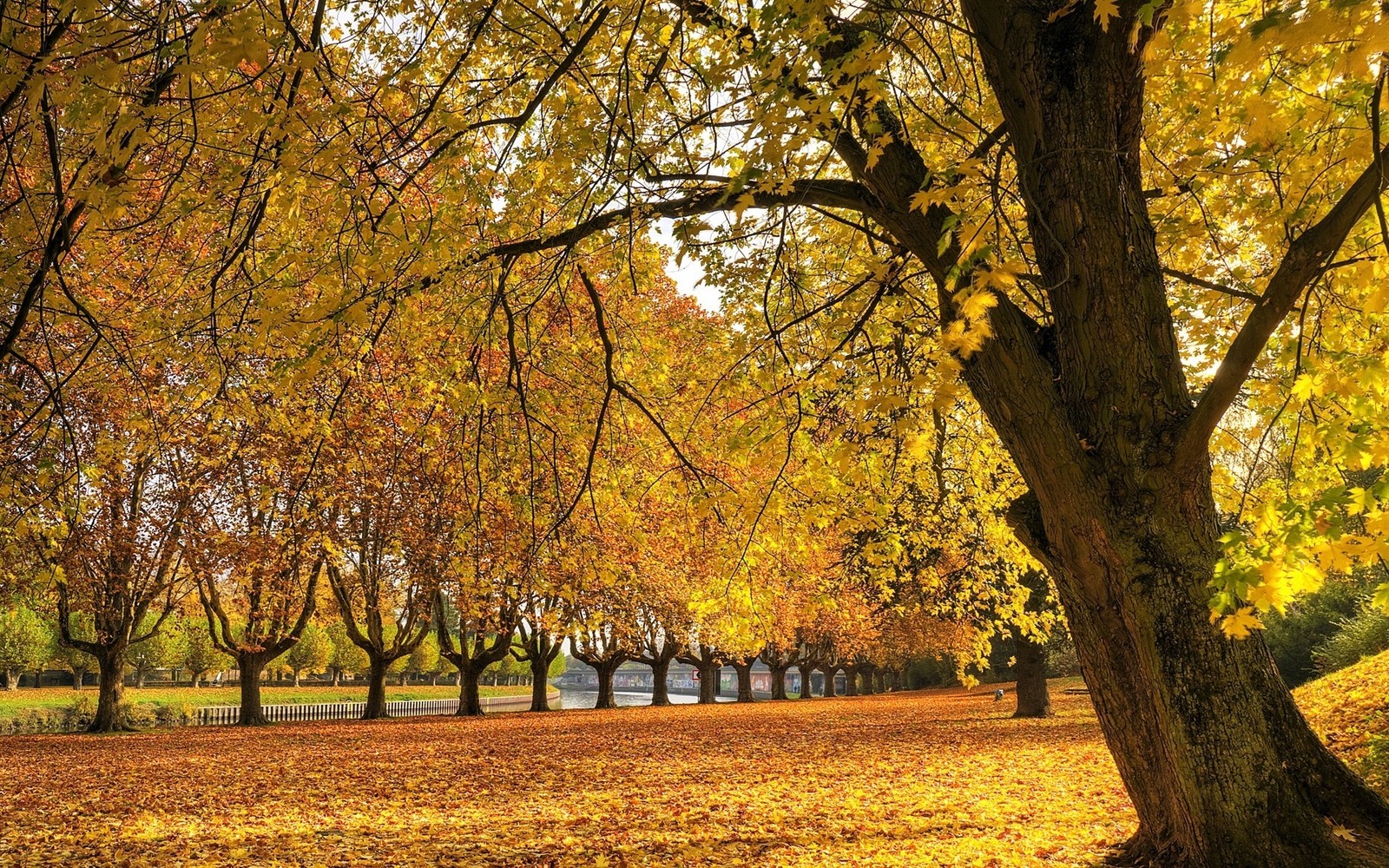 Ein baum mit gelben blättern in einem park mit einer bank (herbst, natur, baum, gelb, gehölz)