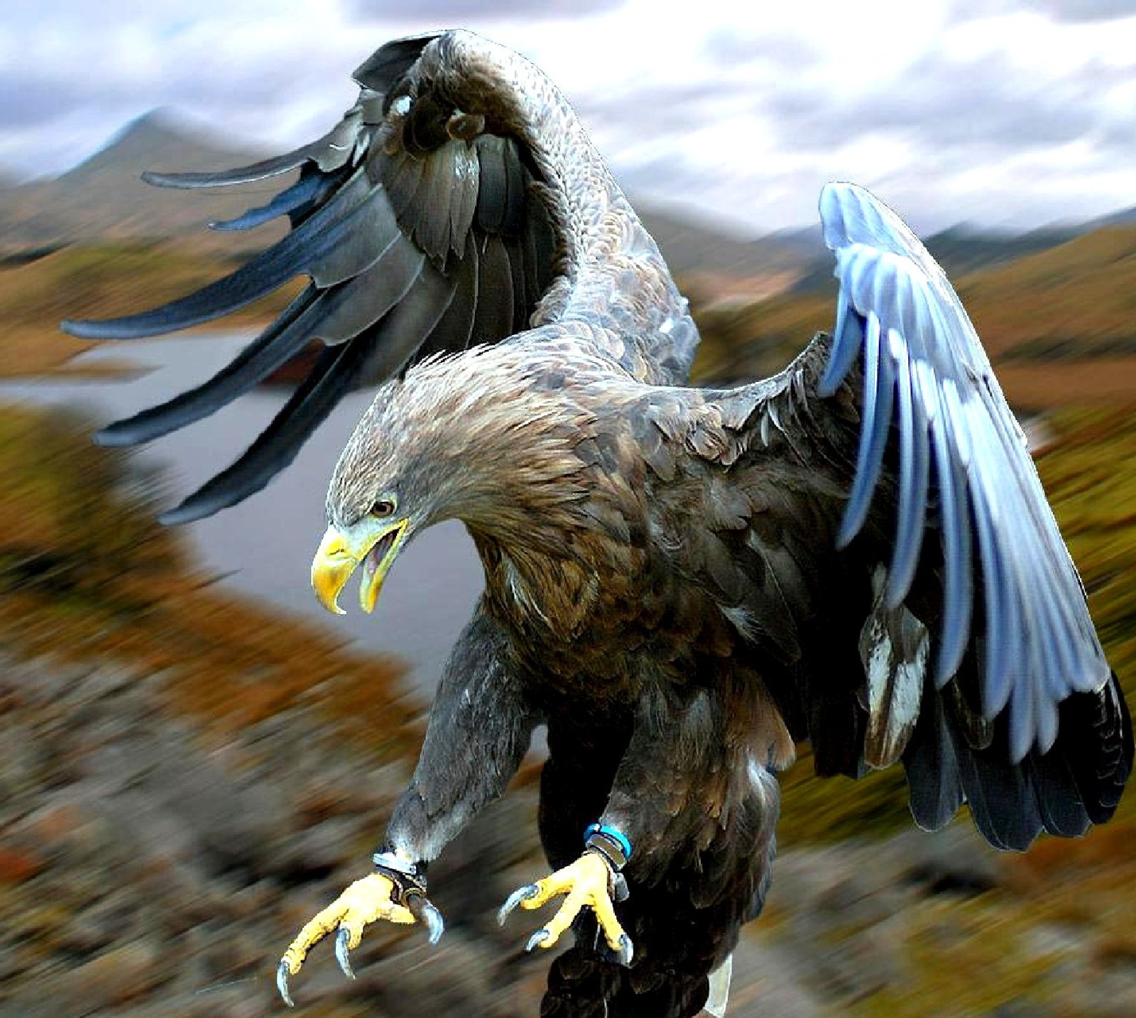 Il y a un grand oiseau qui vole dans les airs (aigle)