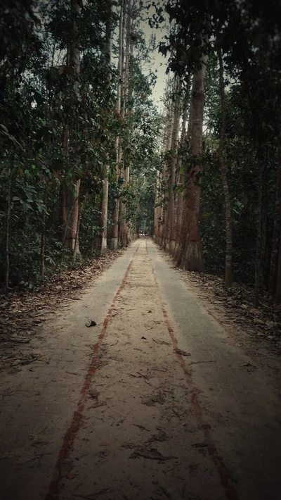 Serene Forest Pathway Through Lush Green Trees