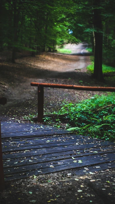 Friedlicher Waldweg mit Holzbrücke