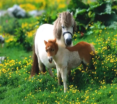 Ein sanfter Pony und sein Fohlen kuschelten sich zwischen lebhaften Wildblumen.