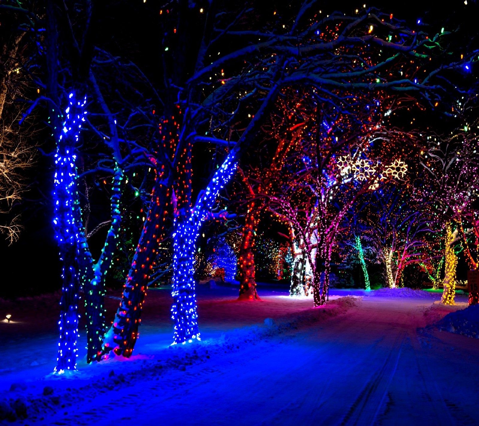 A close up of a pathway with trees covered in christmas lights (nature)