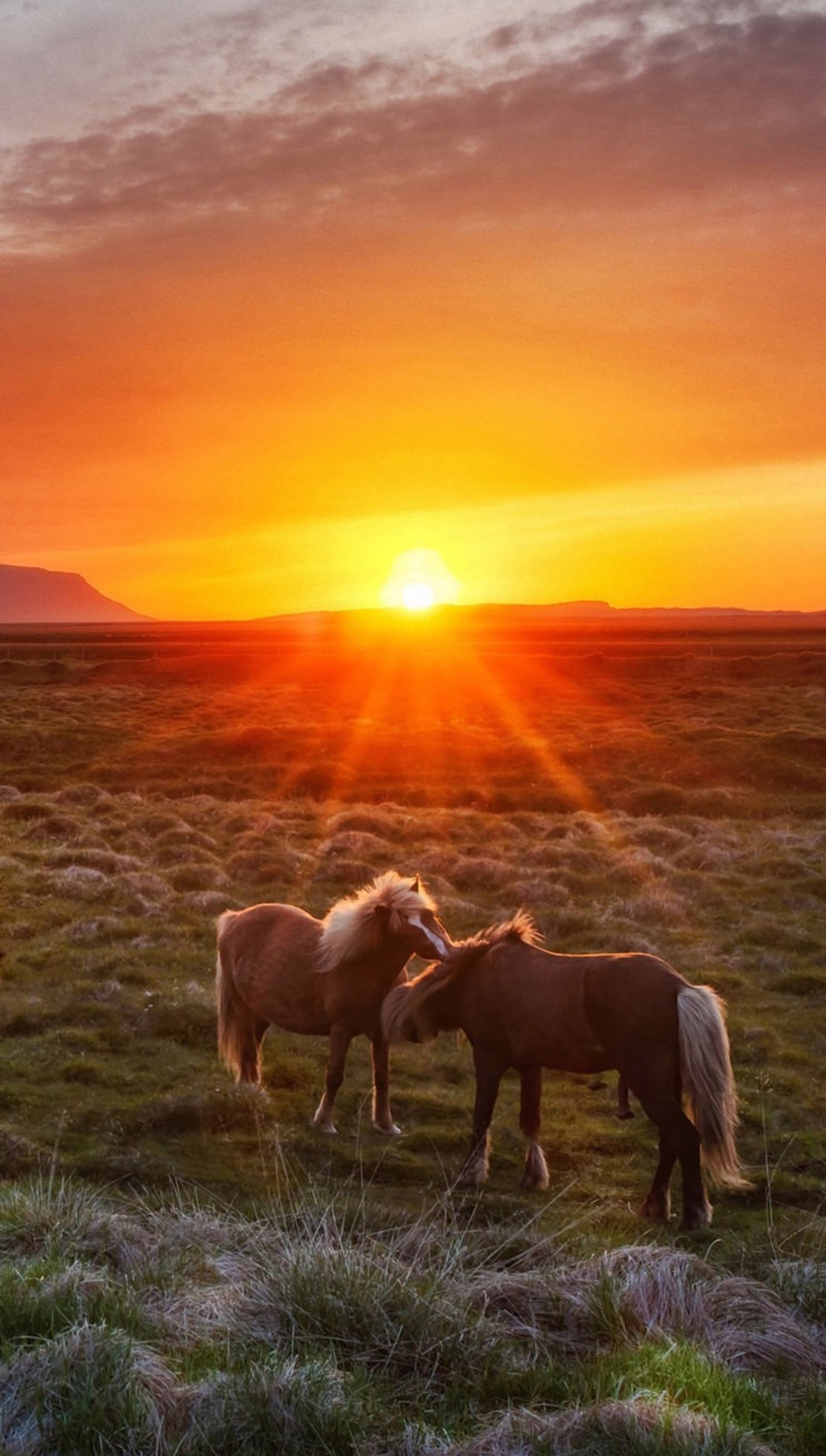 Caballos de pie en un campo al atardecer con una montaña de fondo (caballos, naturaleza, atardecer)