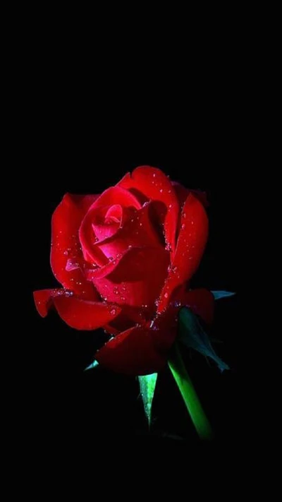 Vibrant Red Rose with Dew Drops