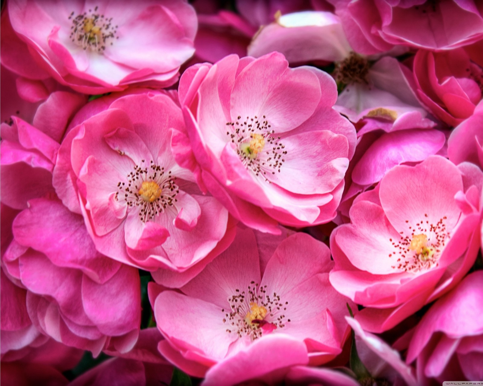 Rosa blumen mit gelben zentren in einem strauß (blume, blumen, rosa)