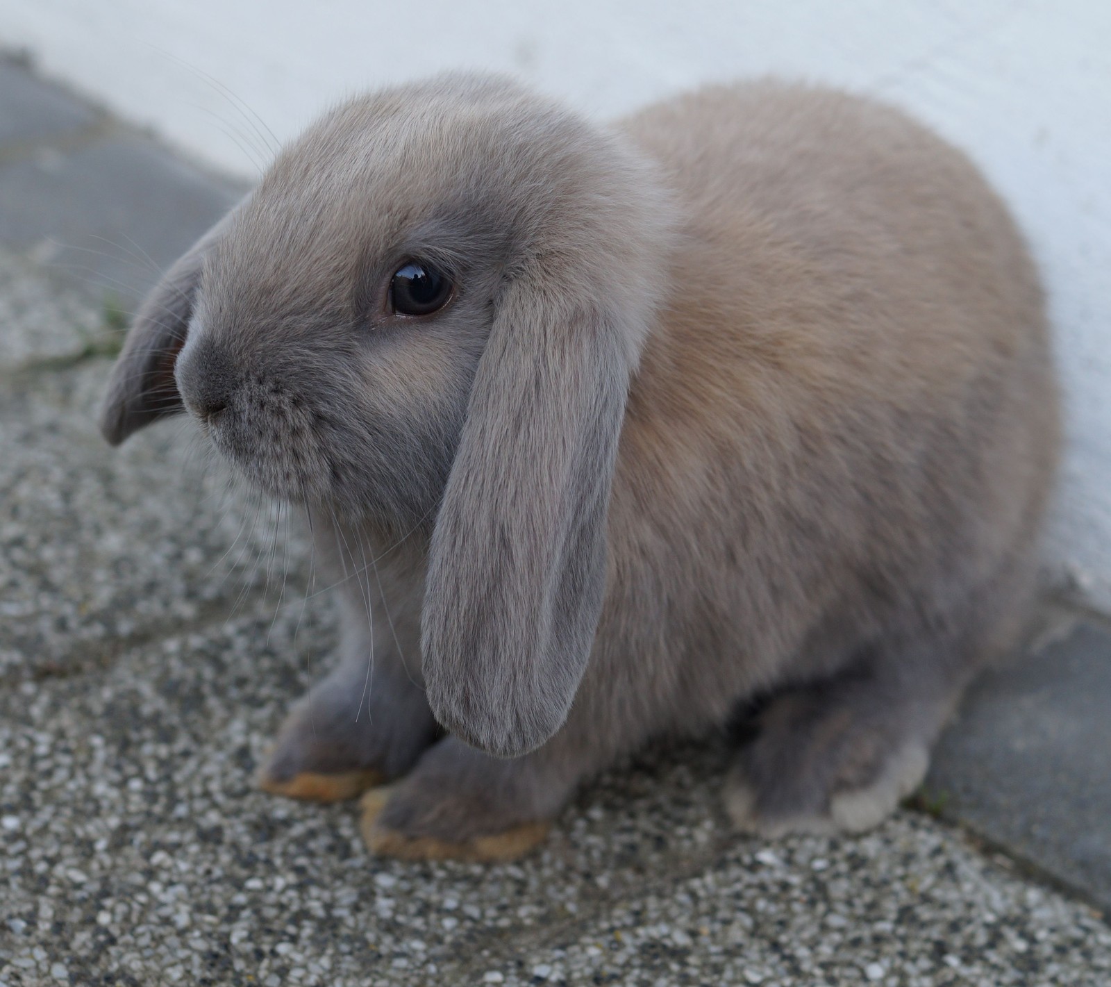 Il y a un petit lapin assis sur le sol à côté d'un mur (animal, lapin, mignon, pâques, animal de compagnie)