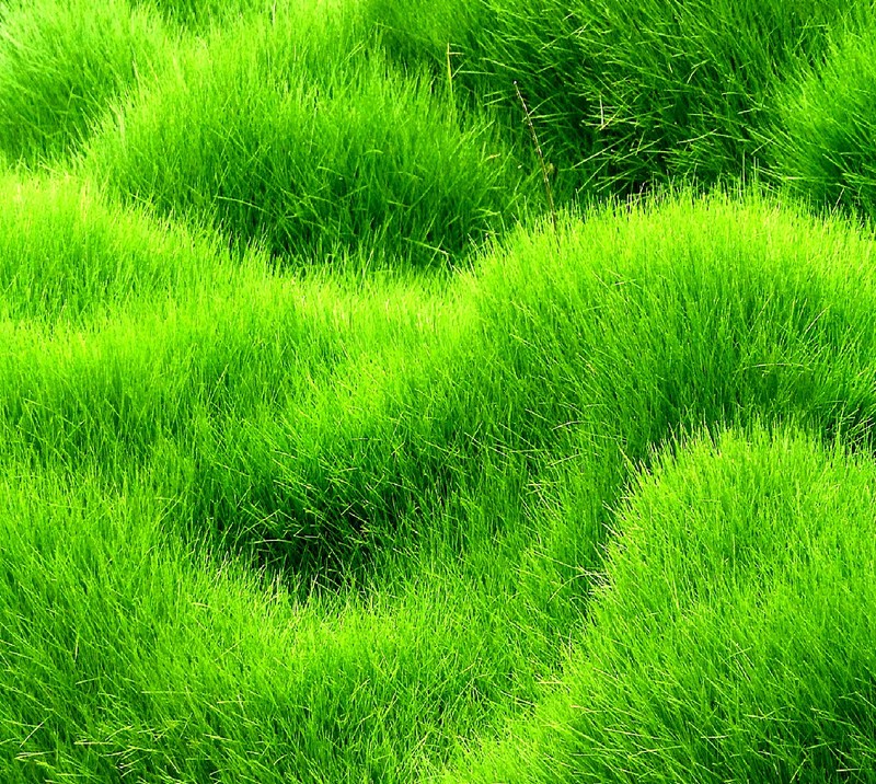 A close up of a field of green grass with a bird in the middle (nature)