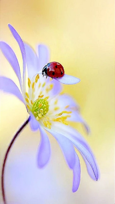 fleur, coccinelle