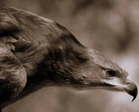 animal, oiseau, bokeh, faucon, chasse