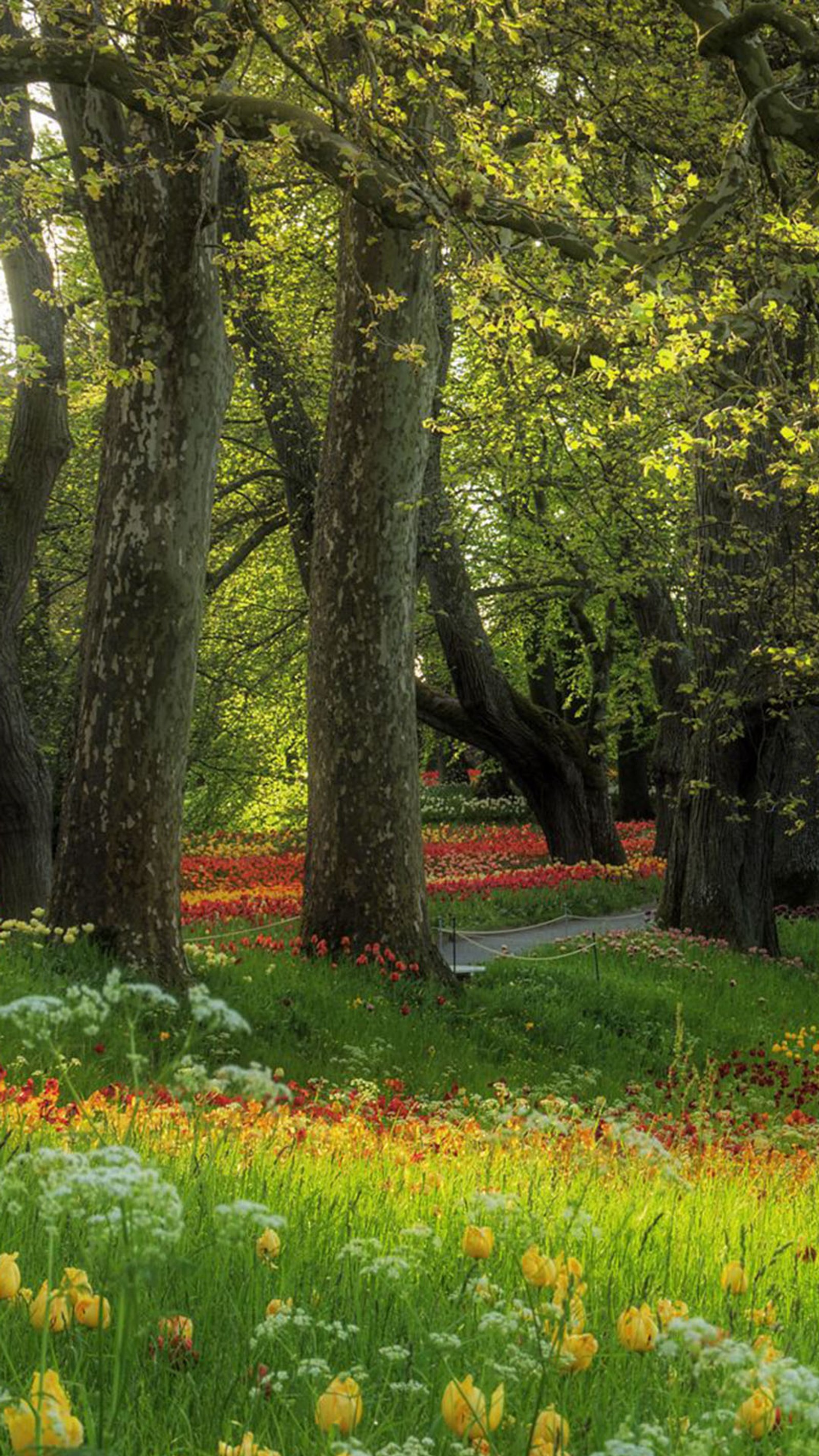 Il y a un banc au milieu d'un champ de fleurs (fleurs, forêt)