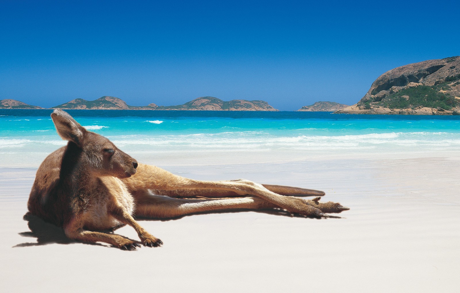 Araffe laying on the beach with a blue sky and water in the background (travel, sea, beach, vacation, coastal and oceanic landforms)