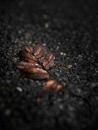 Hoja marrón con rocío sobre superficie de carretera oscura