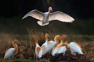 Garzas en vuelo: Un momento de armonía de la vida salvaje en Venecia