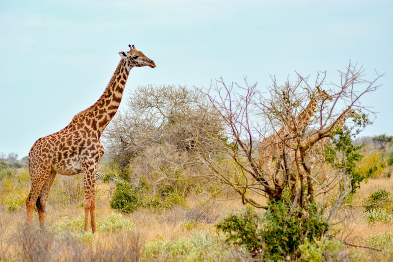 Жираф стоит посреди поля (африканский саванный слон, сафари, safari, растение, жираф)