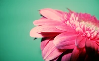 Lebendige pinke Gerbera-Blüte mit weichen Blütenblättern