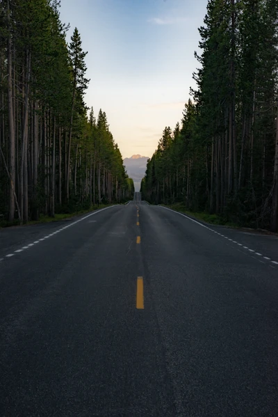 Asphaltstraße umgeben von hohen Tannen in einer natürlichen Landschaft