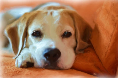 A relaxed beagle lying comfortably on an orange couch, showcasing its gentle expression and distinctive snout.