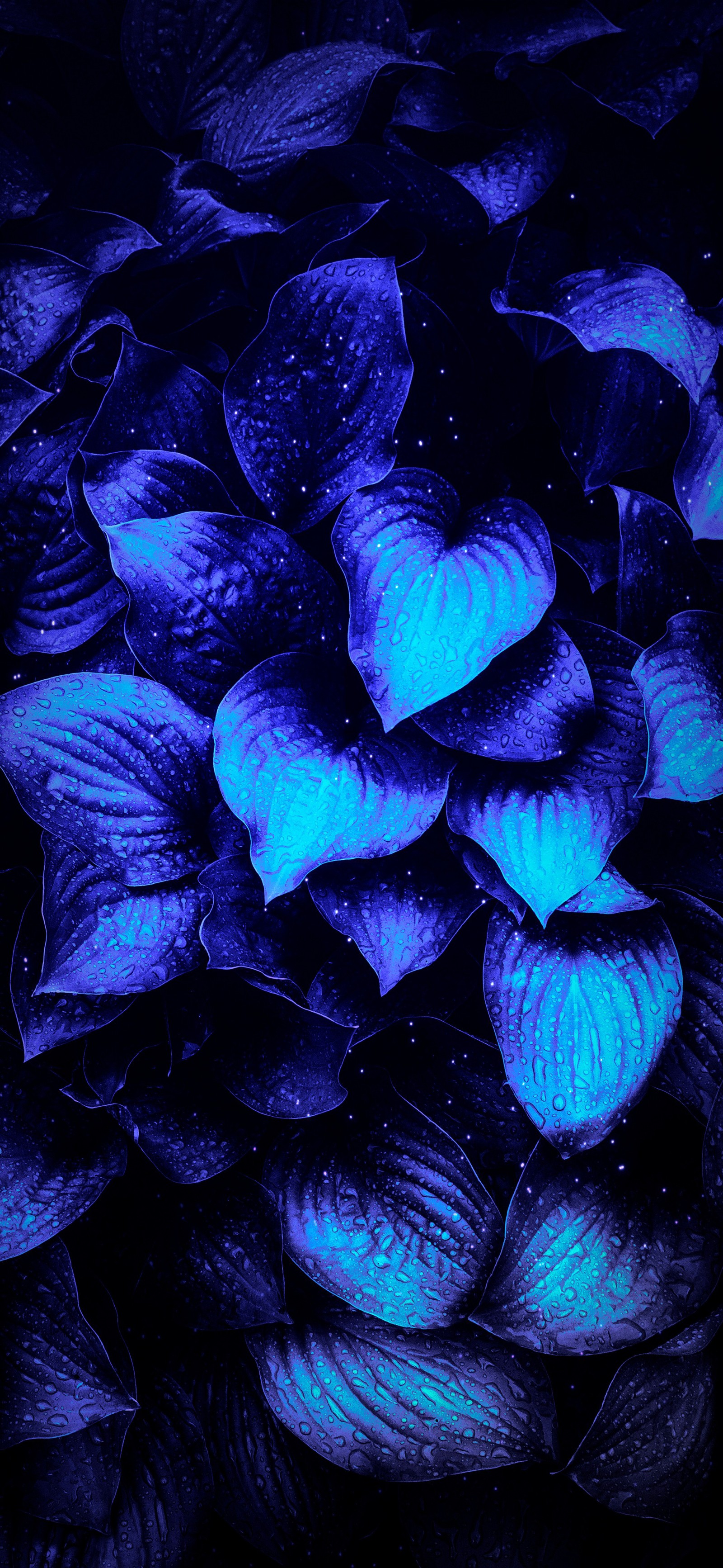 Un gros plan d'un tas de feuilles bleues sur un fond noir. (fleur, violet, bleu, pétale, plante)