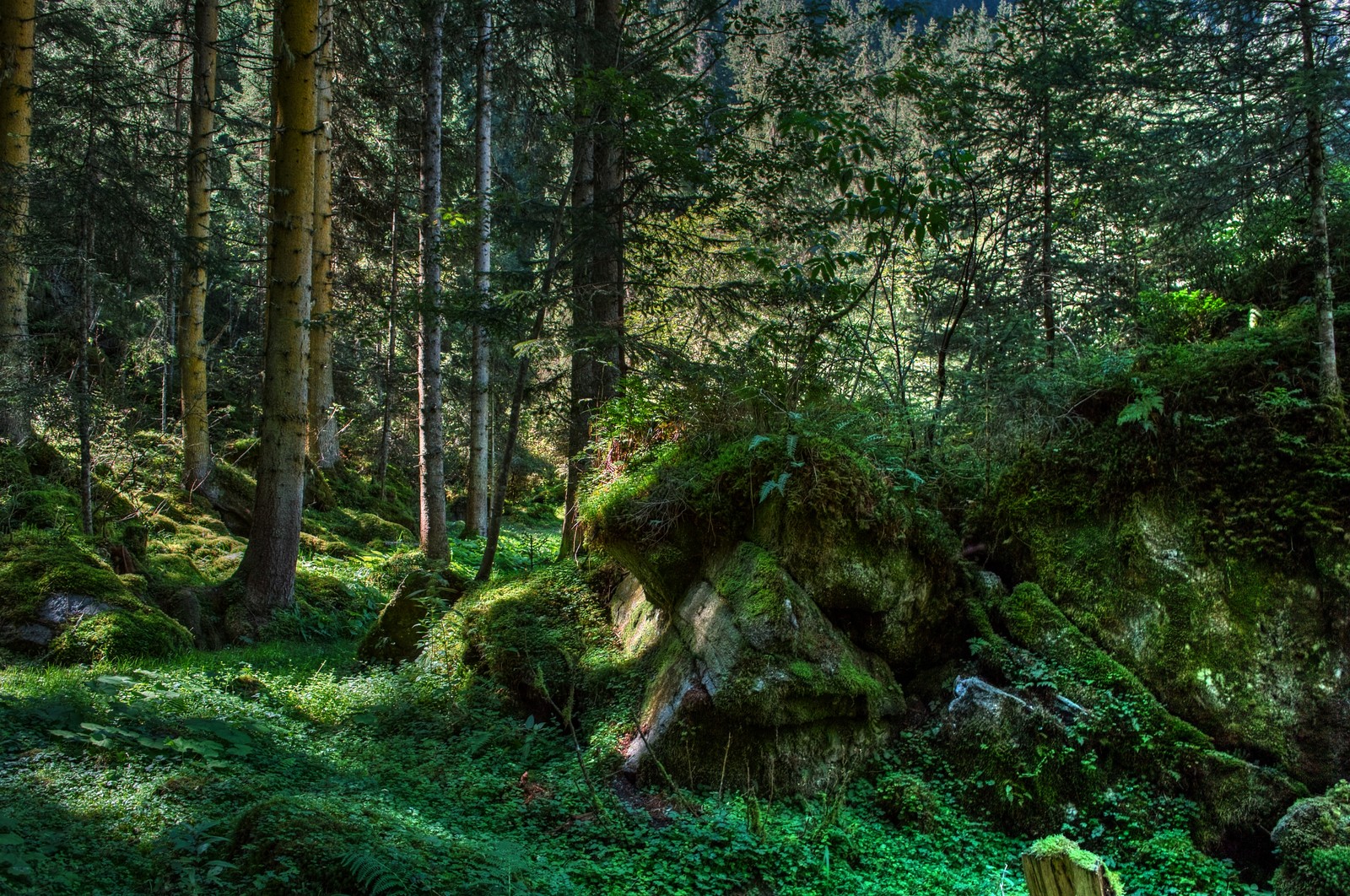 There is a green forest with a rock in the middle (forest, tree, nature, vegetation, woodland)