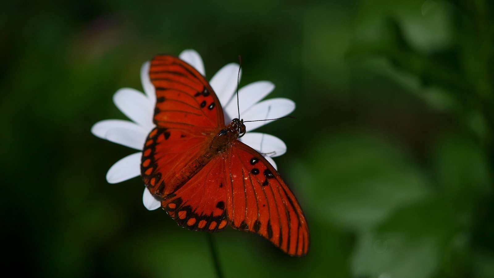 Un papillon assis sur une fleur (insecte, papillons de nuit et papillons, papillon, invertébré, pollinisateur)