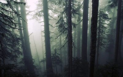 Forêt Ancienne Brumeuse : Un Écosystème Forestier Tranquille