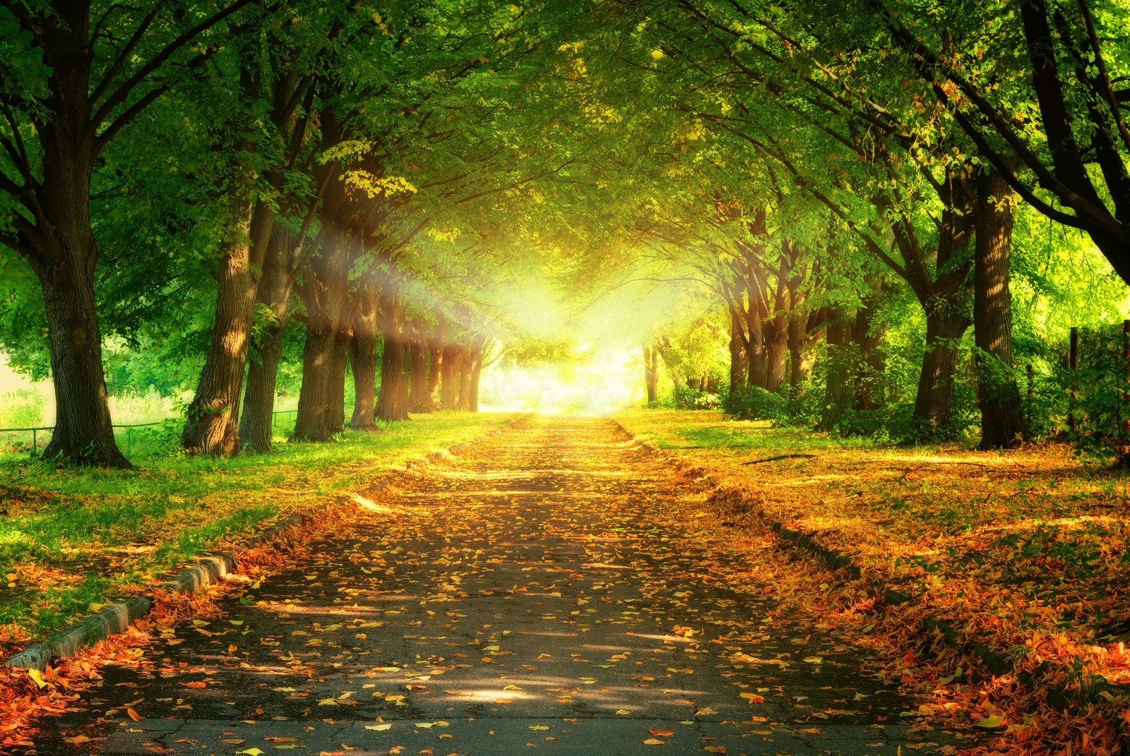 Un chemin au milieu d'un parc avec des arbres et des feuilles (ensoleillement, paysage naturel, nature, personnes dans la nature, arbre)