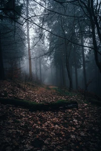 Sentier forestier brumeux dans la lumière d'automne