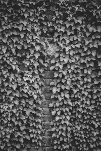 Monochrome Pattern of Ivy on a Textured Wall