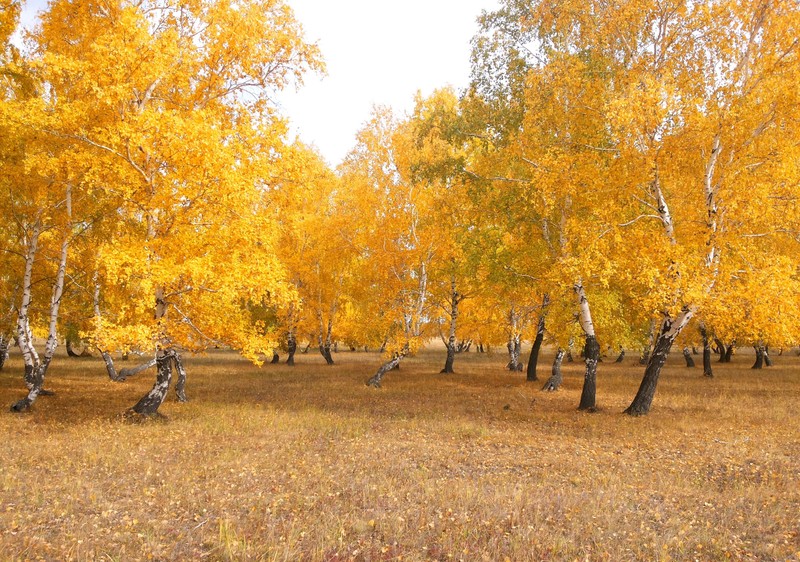 Группа деревьев с желтыми листьями на поле (осень, казахстан, дерево, природа, древесное растение)