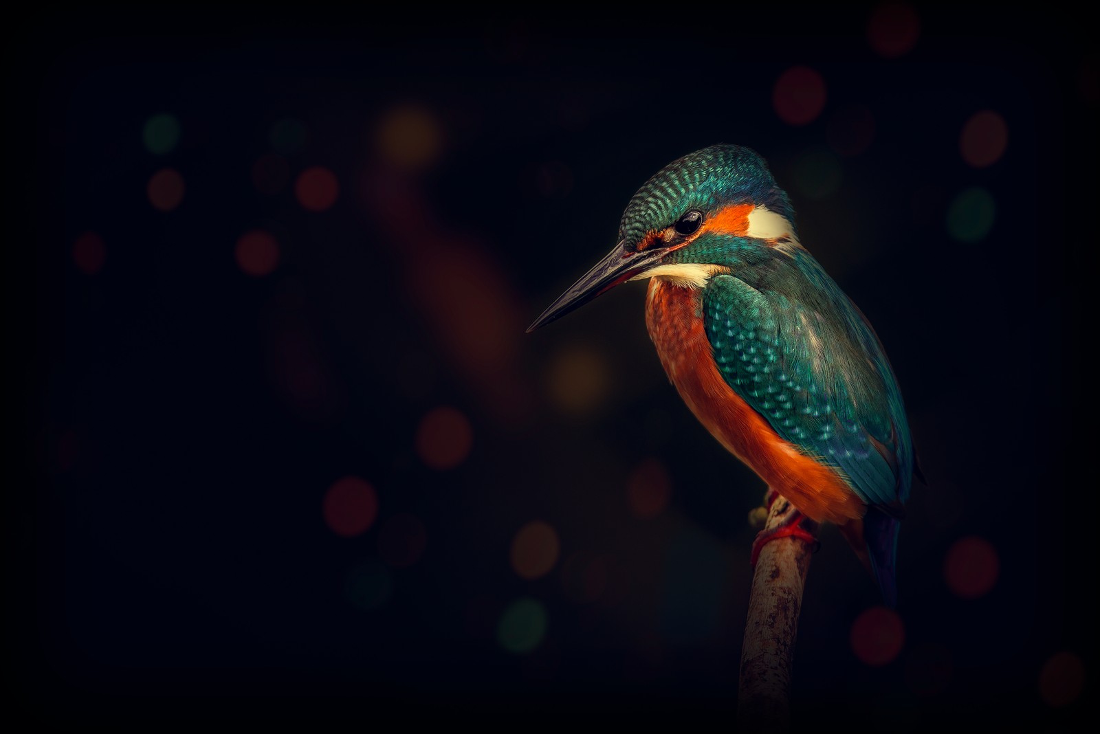 kingfisher, bird, wildlife, dark background, closeup wallpaper