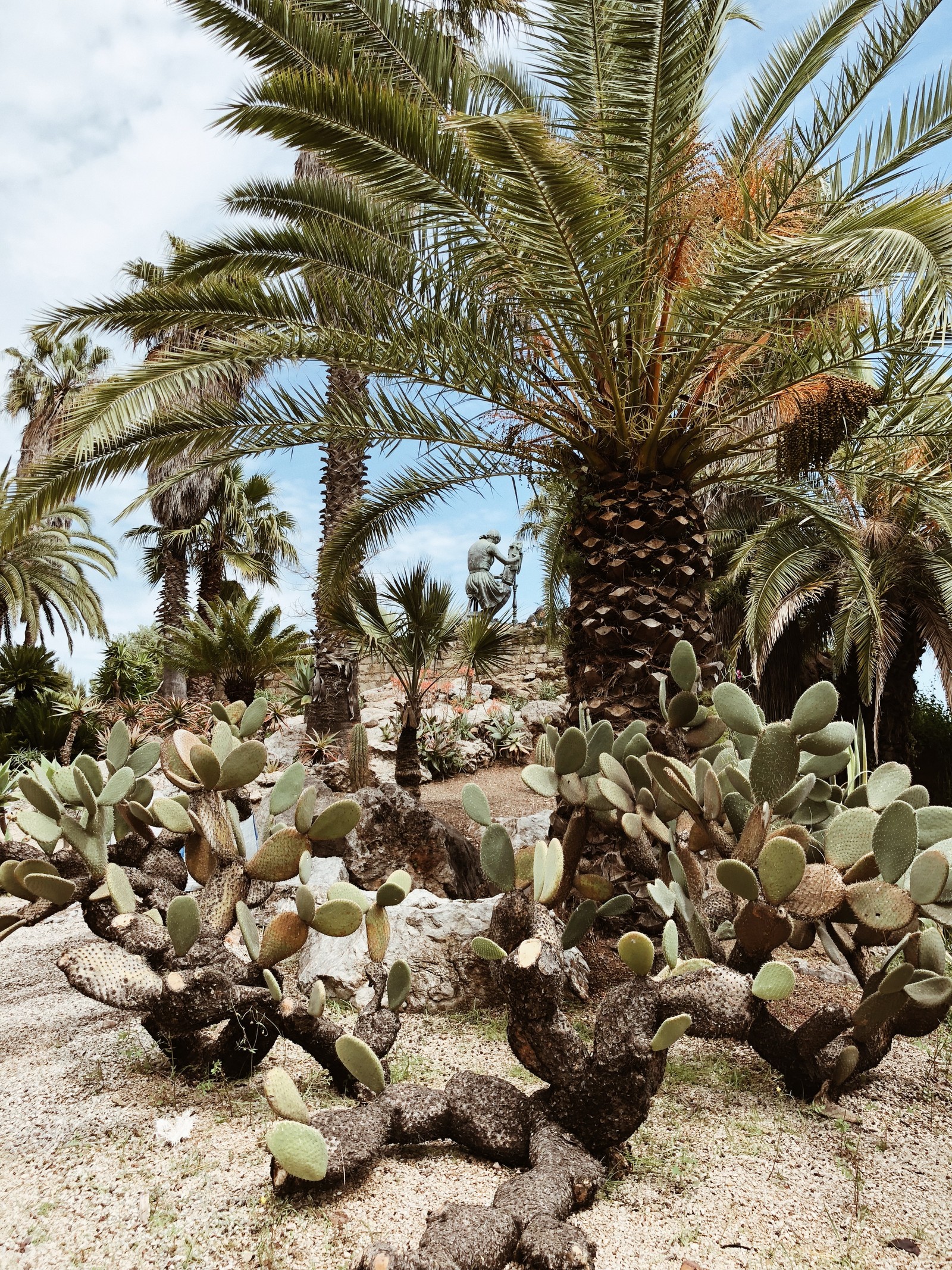 Existem muitos tipos diferentes de plantas de cacto no deserto (vegetação, bioma, arbustos, ecologia, biologia)